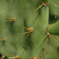 Opuntia dillenii (Ker Gawl.) Haw.